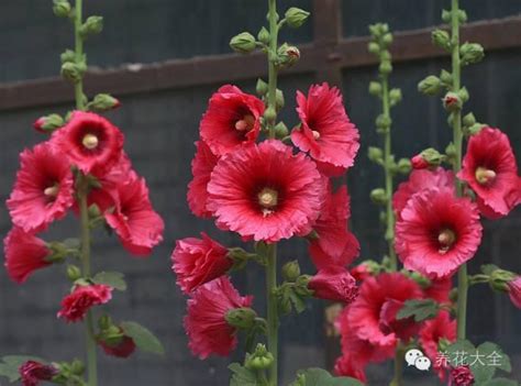 夏天時花|夏天種這14種花，讓你花開一夏！